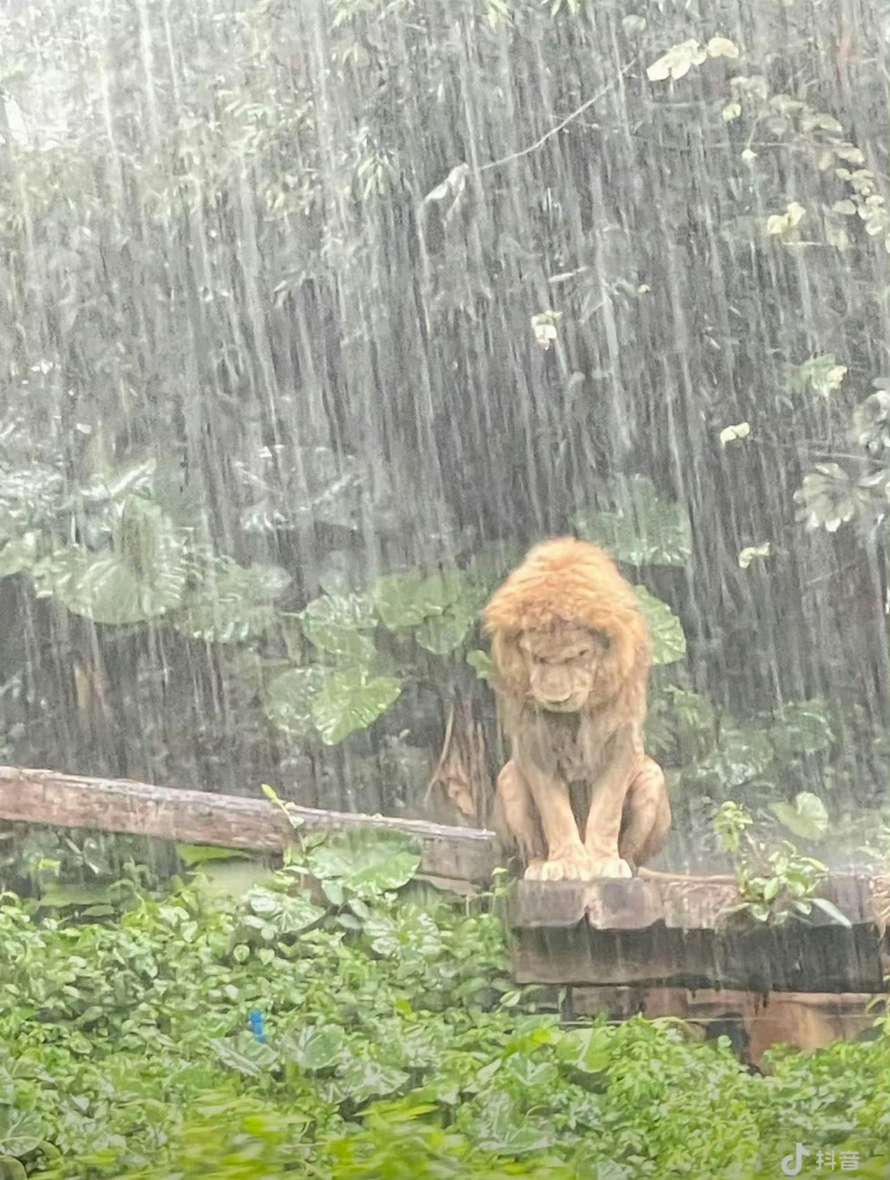 广州暴雨 冰雹+暴雨，广州长隆的狮子都淋雨淋成啥样了今天去云南估计悬了