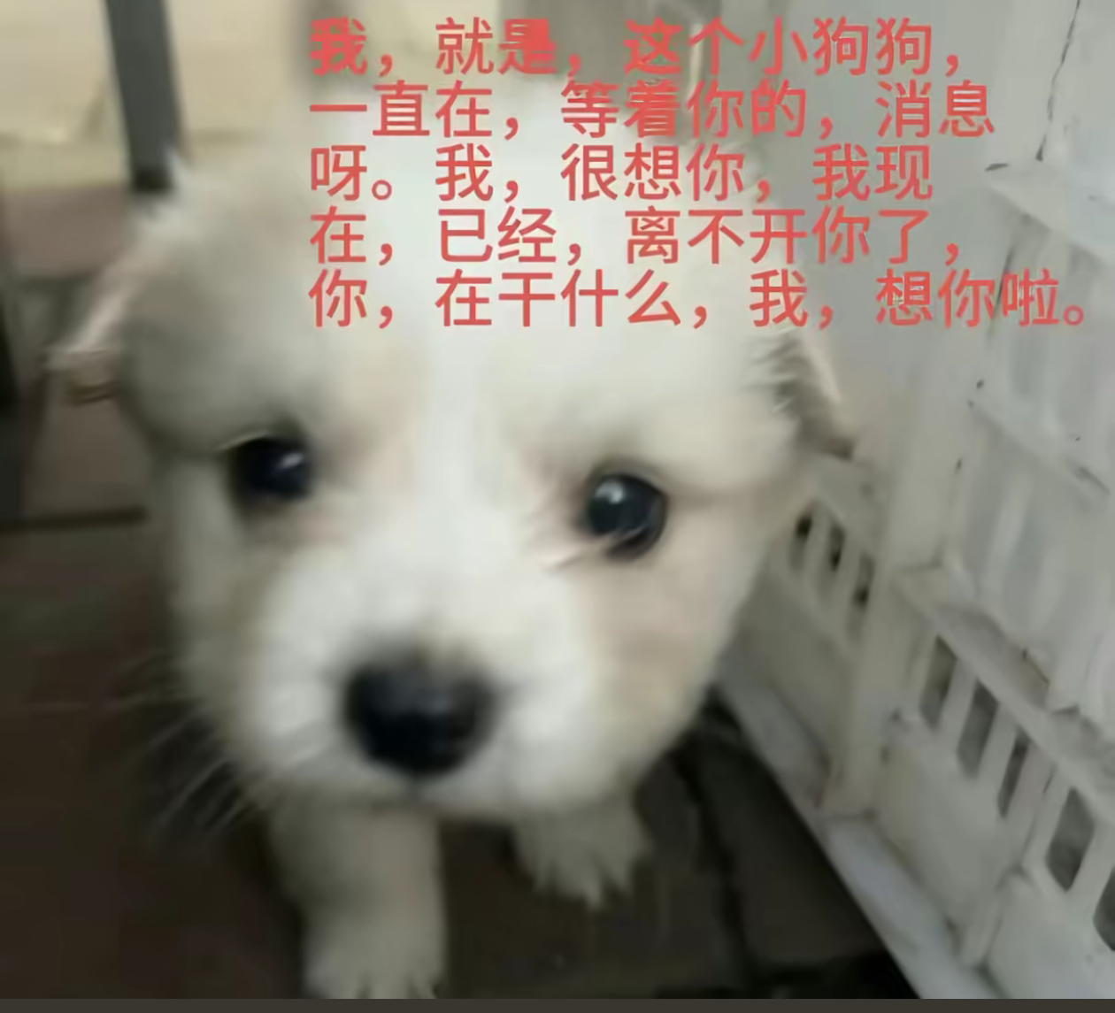 略略略。我放假啦。我想你们了 