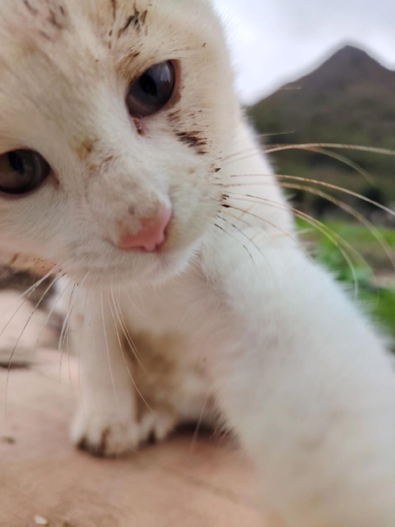 帕朵去地里了！！！还学会了自拍！小猫 小猫治愈世界