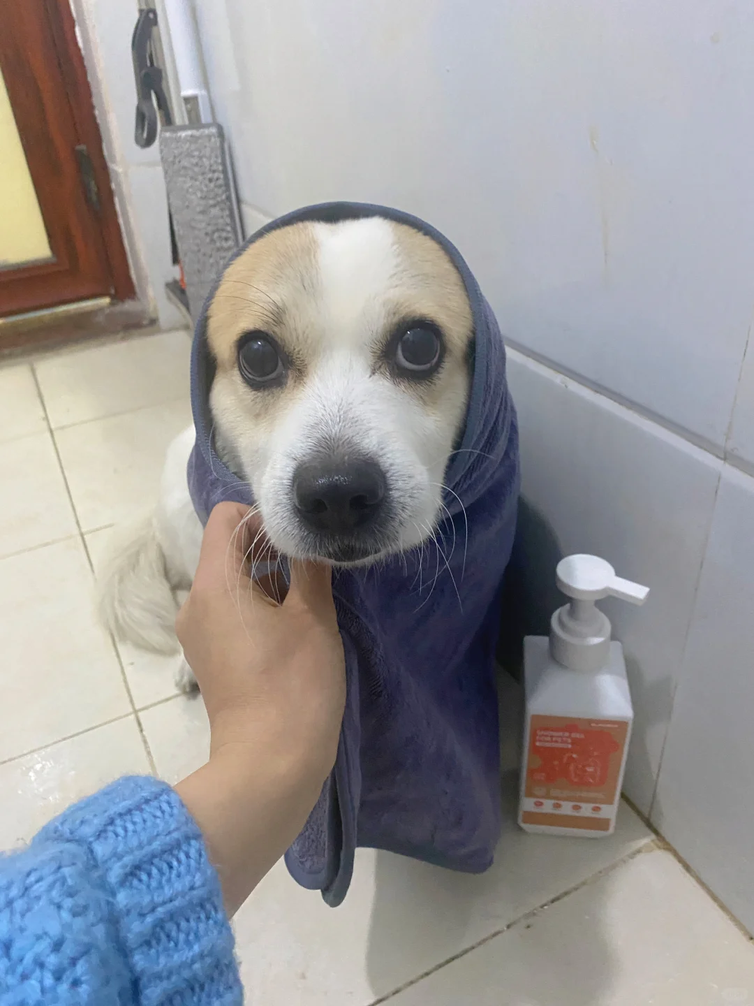 ELMOPET爱佩恋狗狗沐浴露真的是YYDS