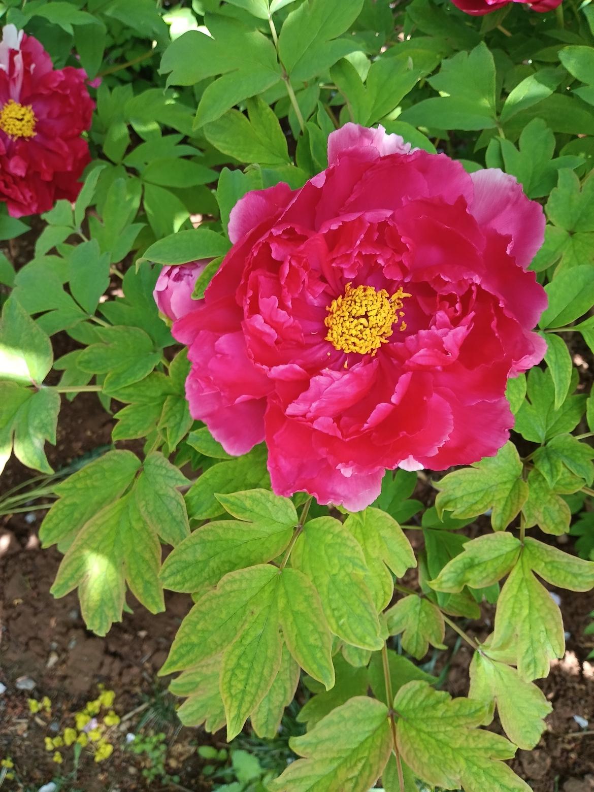 鹤壁樱花园太绝了！牡丹盛放+艺术团献艺，美到心坎里！
 
春日的鹤壁樱花园，简直