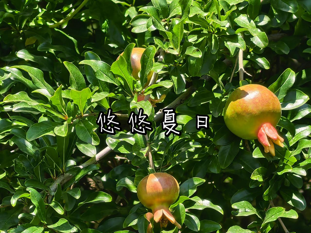悠悠夏日