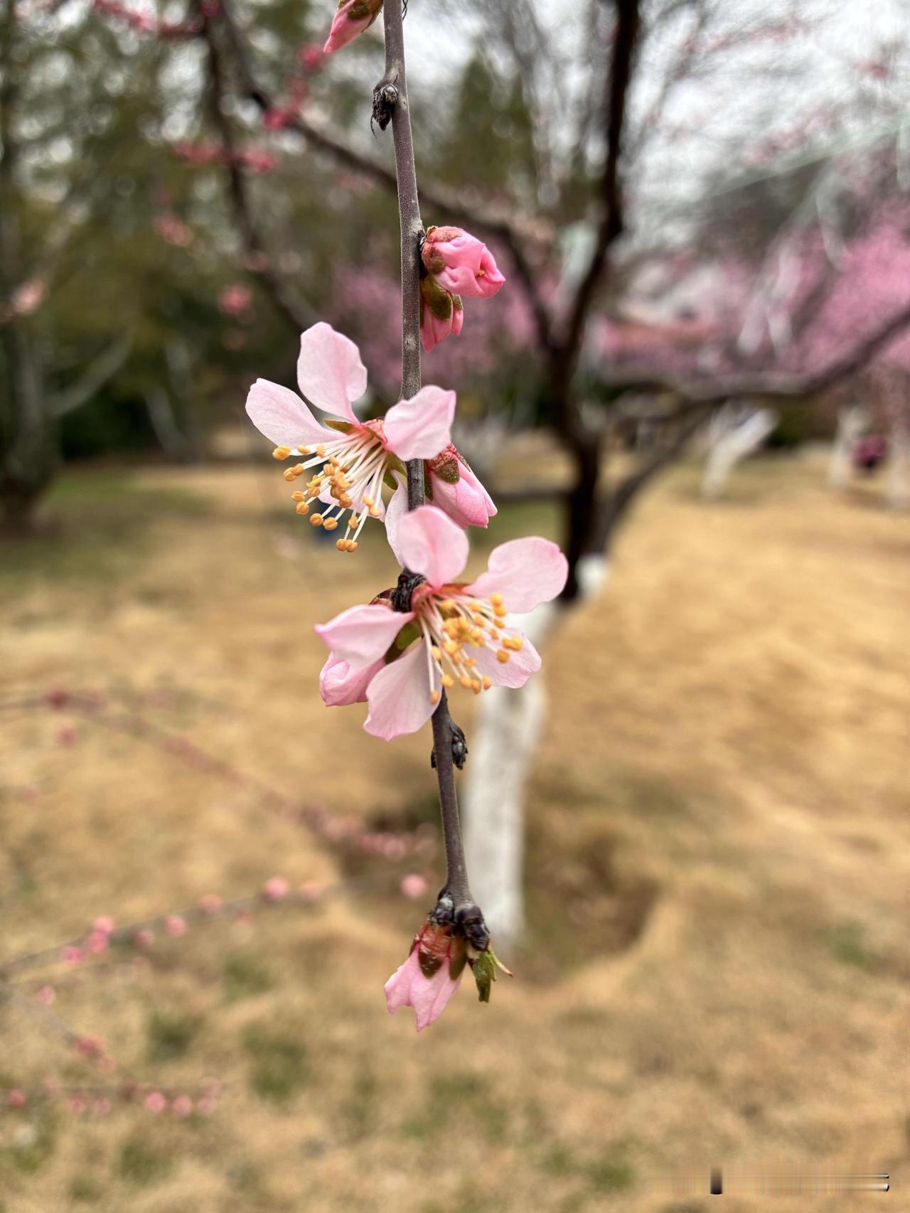 带青春期的孩子出门，
她说：就像吸血鬼见到阳光的感觉。
这…
我无语😓
春天的