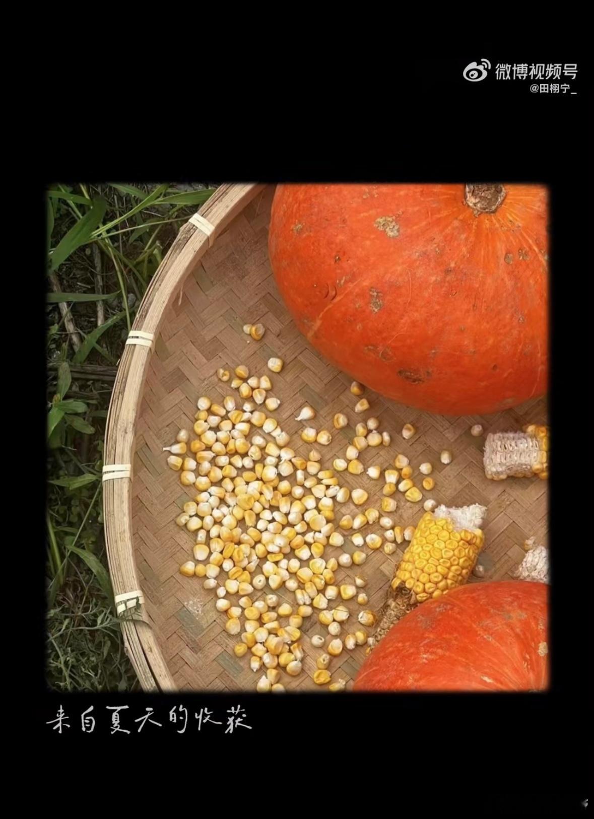 田栩宁空降🌽玉米，来自夏天的收获！啊啊啊啊啊啊啊[捂嘴哭][捂嘴哭] ​​​