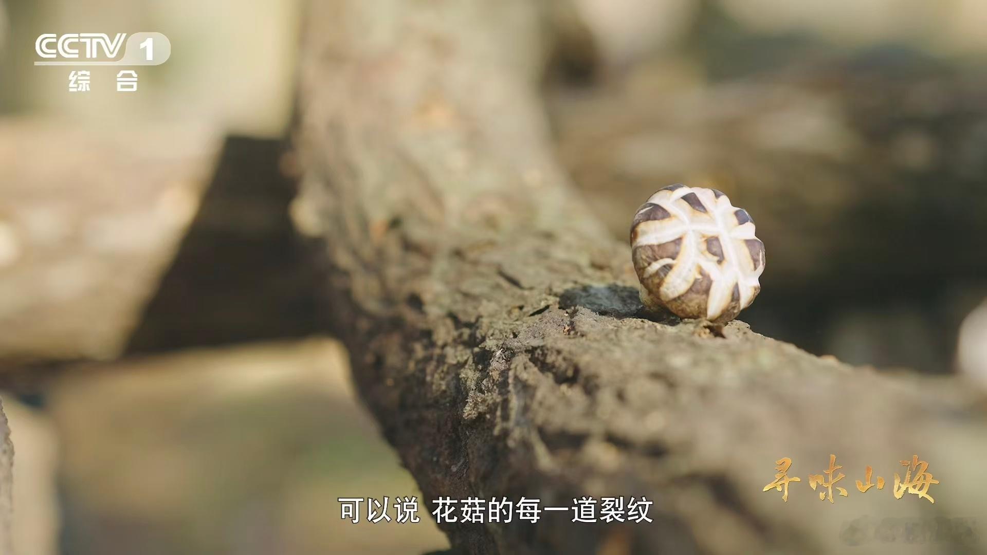 干香菇鲜香菇哪个更好吃 湖北随州的花菇直接给出满分答案！一种食材竟能吃出两种截然