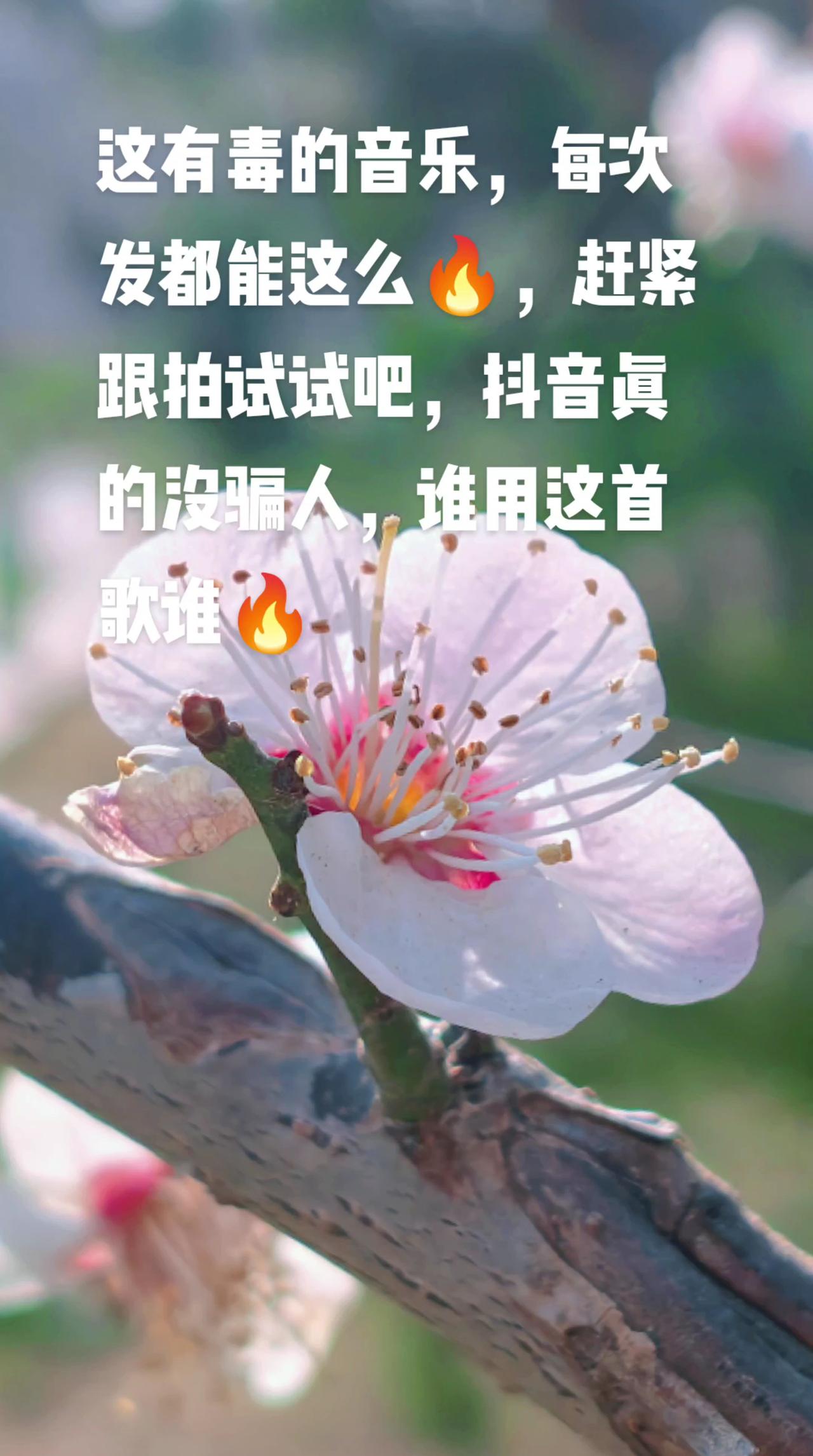 ，喜欢拍抖音的小盆友赶紧试试吧