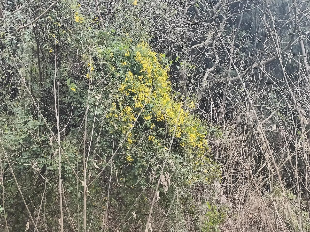 初春时节花已开！绵阳市游仙区魏城镇的玉珠山古时曾为兵家扎营之地，自唐始有道观名玉