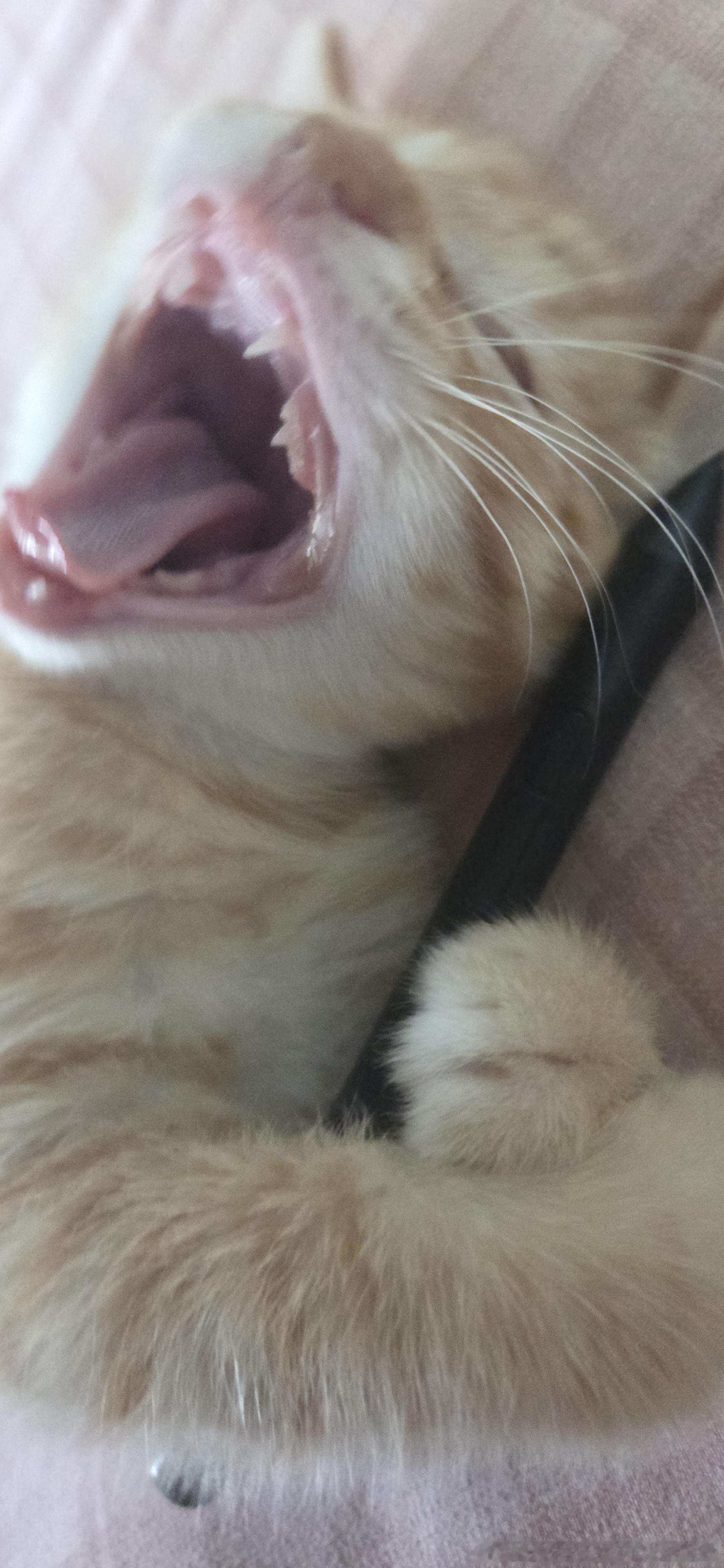 49297【丑猫】猫也不想画画 