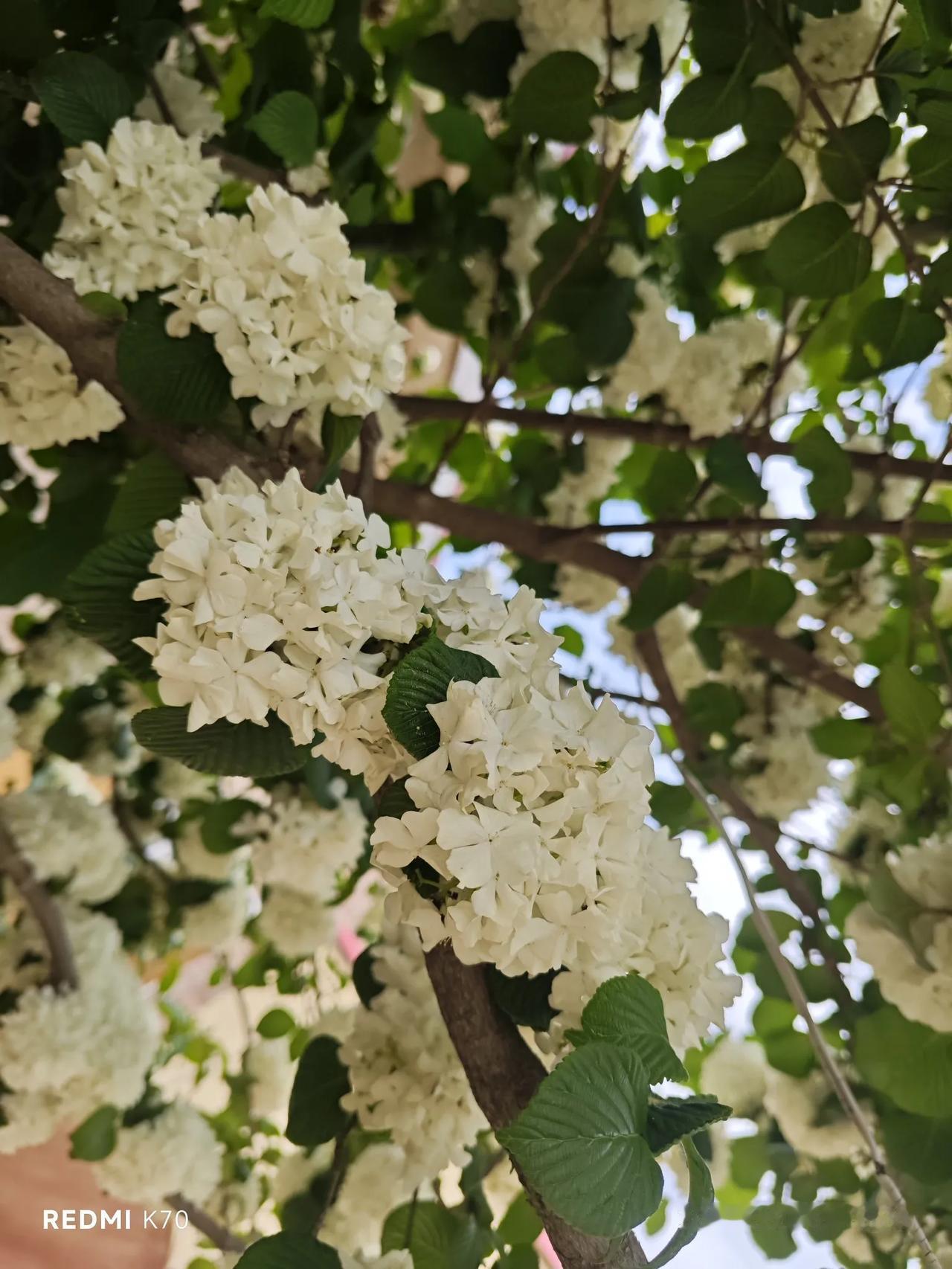 木绣球