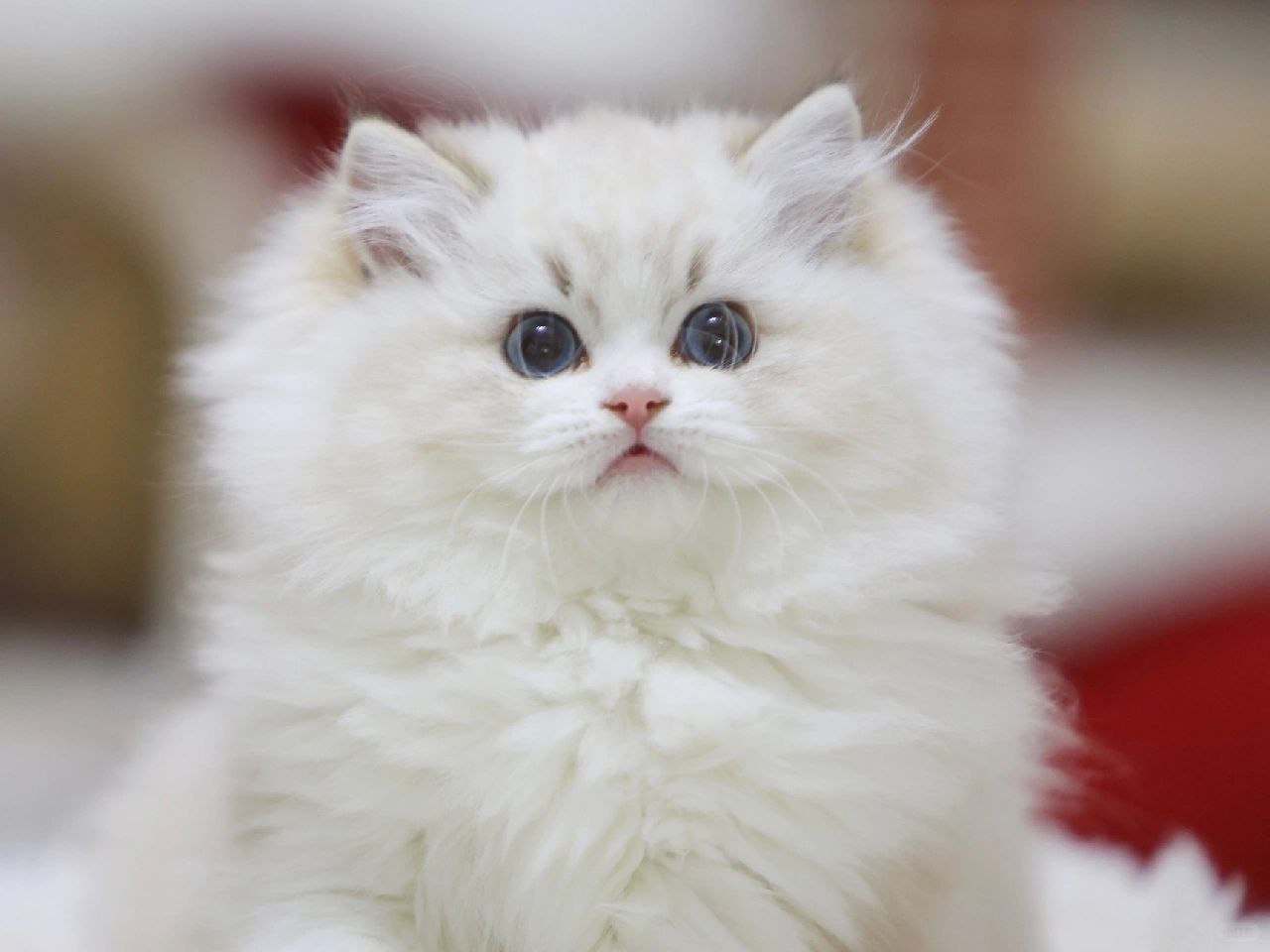 海山双布偶🐱是小团圆呀～