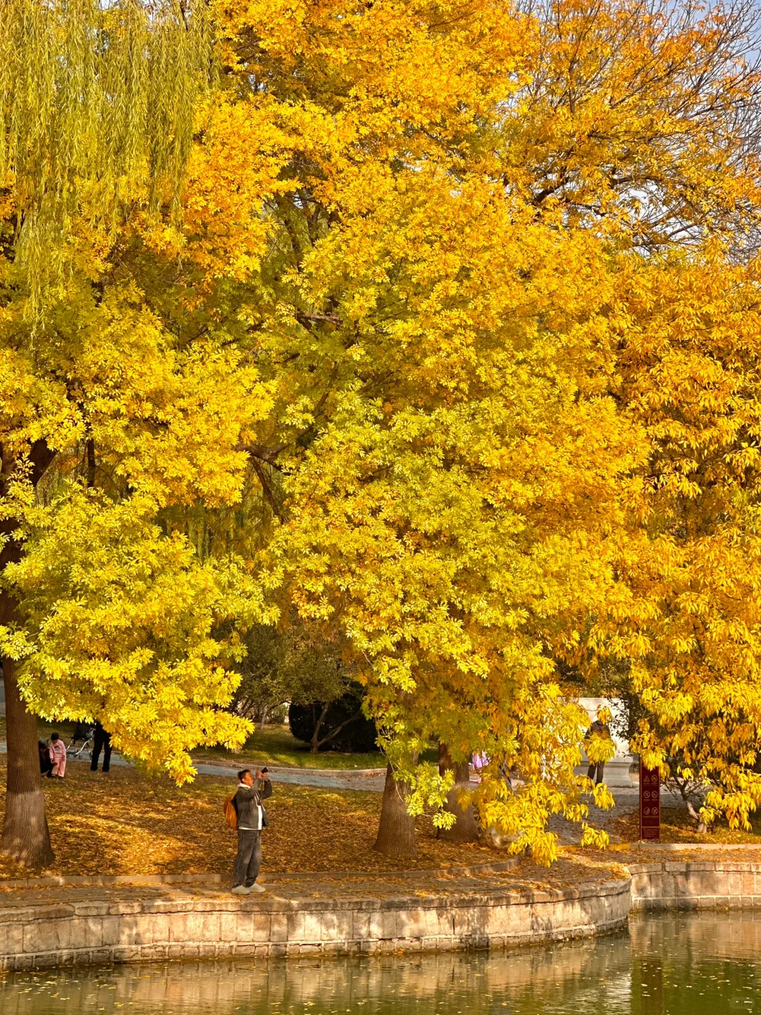 号外📣北京人嘴👄没把门的这颗神树就这么被暴露🗺️附地图 大家好我...