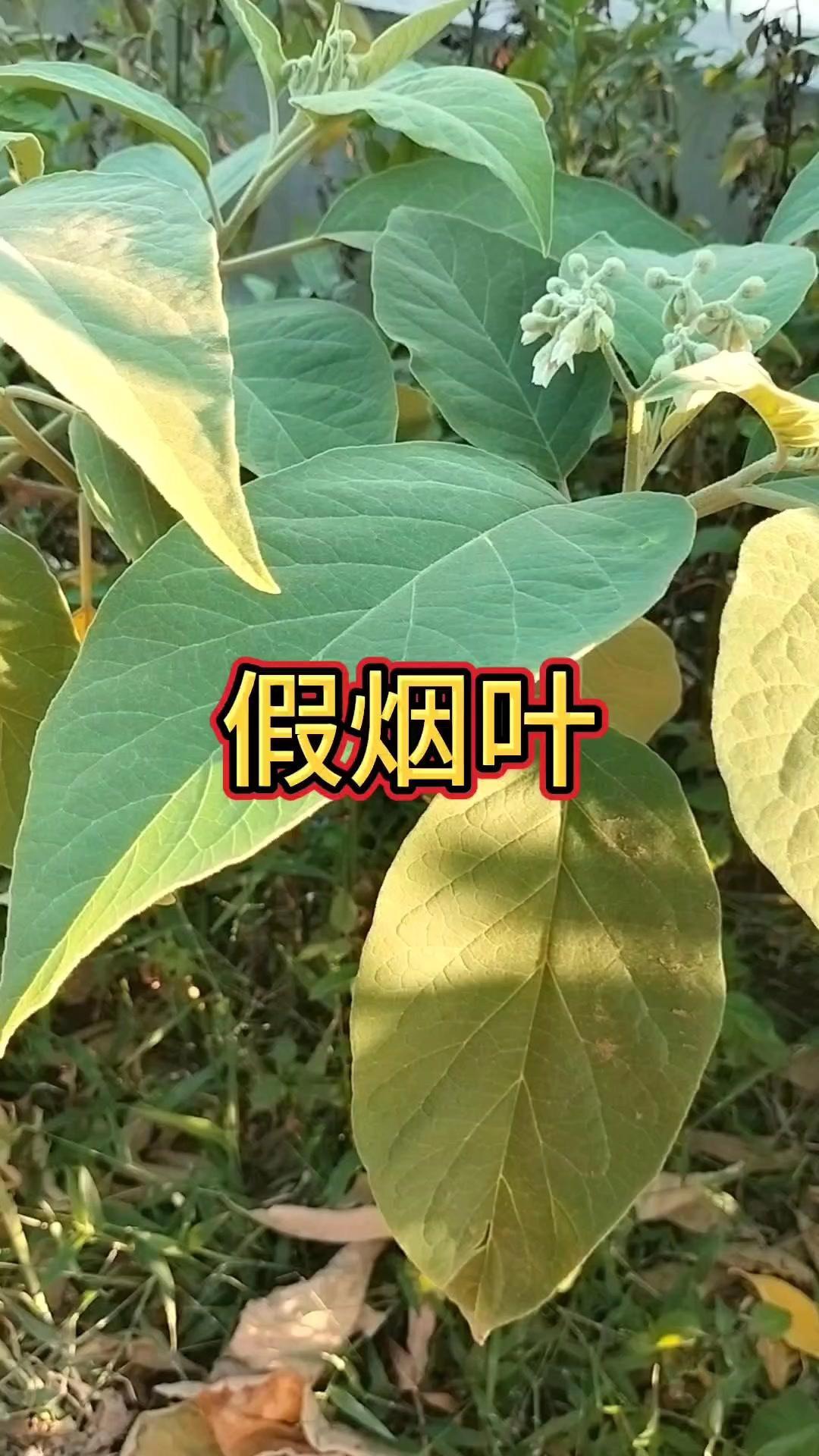路边像烟叶的植物别碰！🌿路边遇到这种像烟叶的植物一定要小心！它叫假烟叶，也叫水