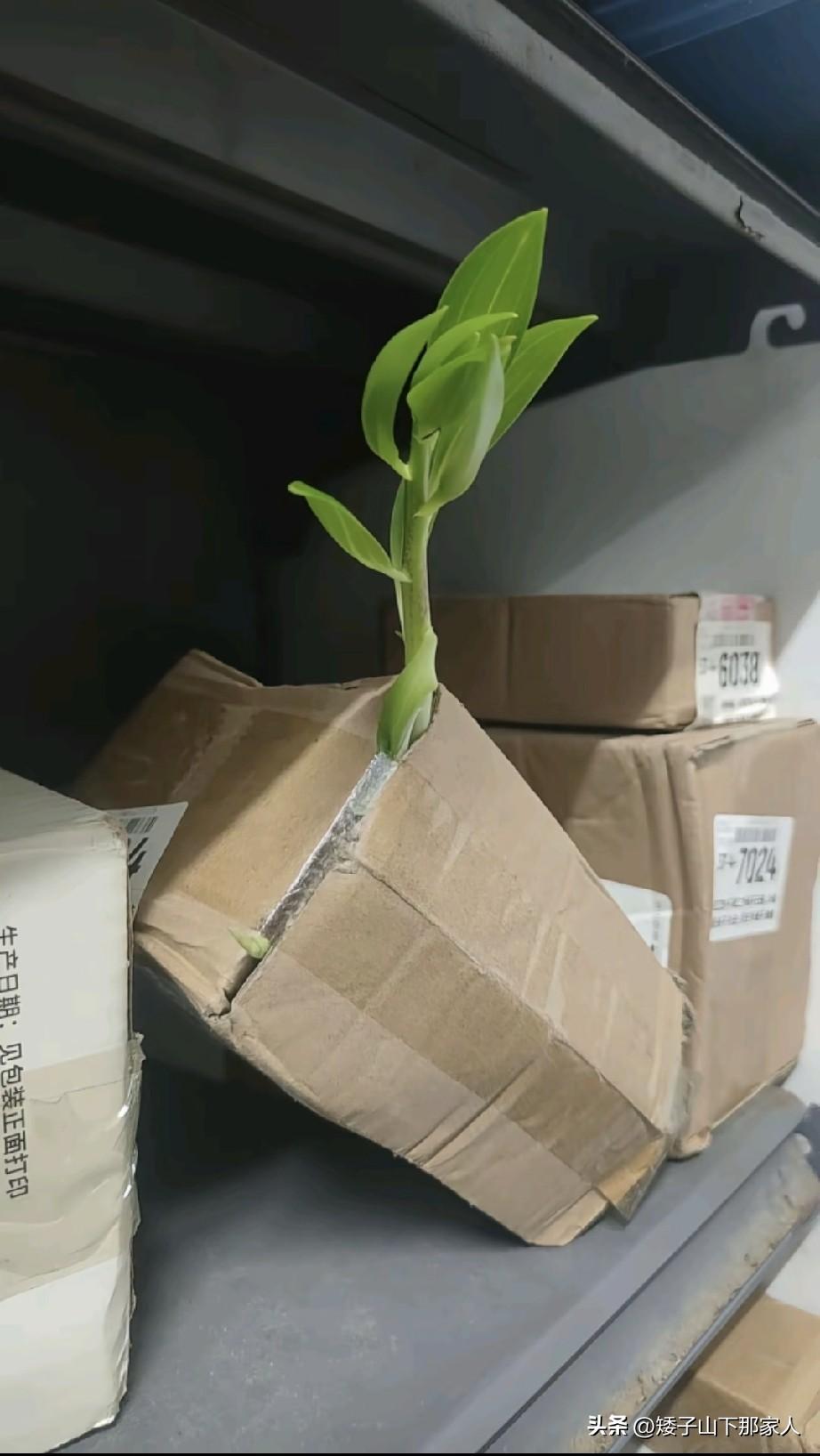 这个快递运输途中这几天就长这么长了。