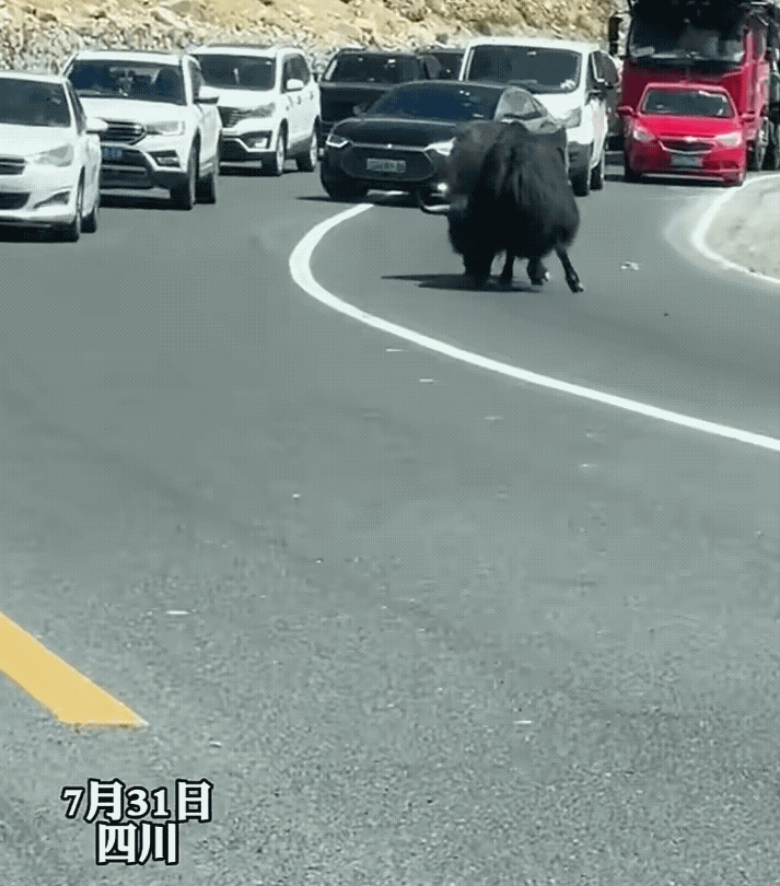笑麻了！四川甘孜一盘山公路上大堵车，司机们以为前方出了大事故，结果镜头一转，俩“