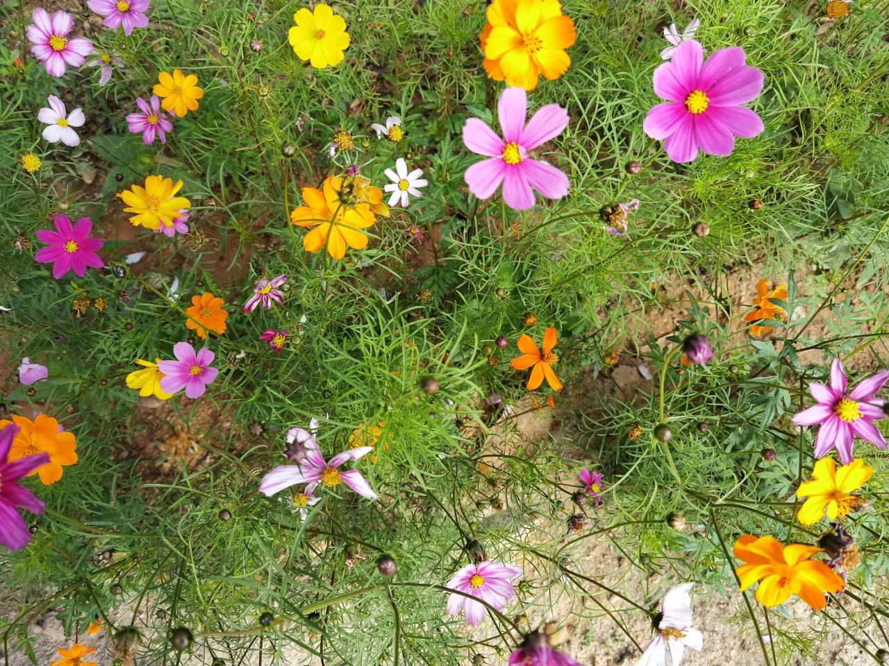 五颜六色的格桑花