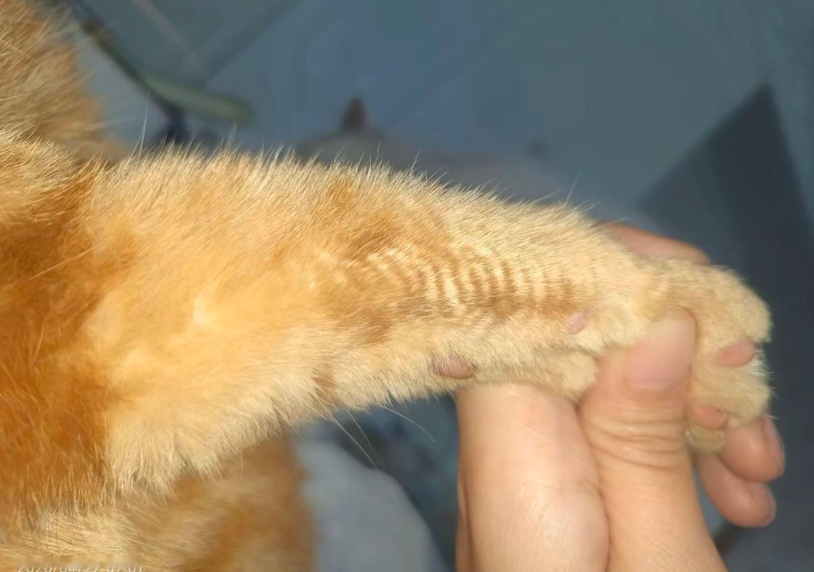 猫猫：你们两脚兽还在用洗脸巾？ 