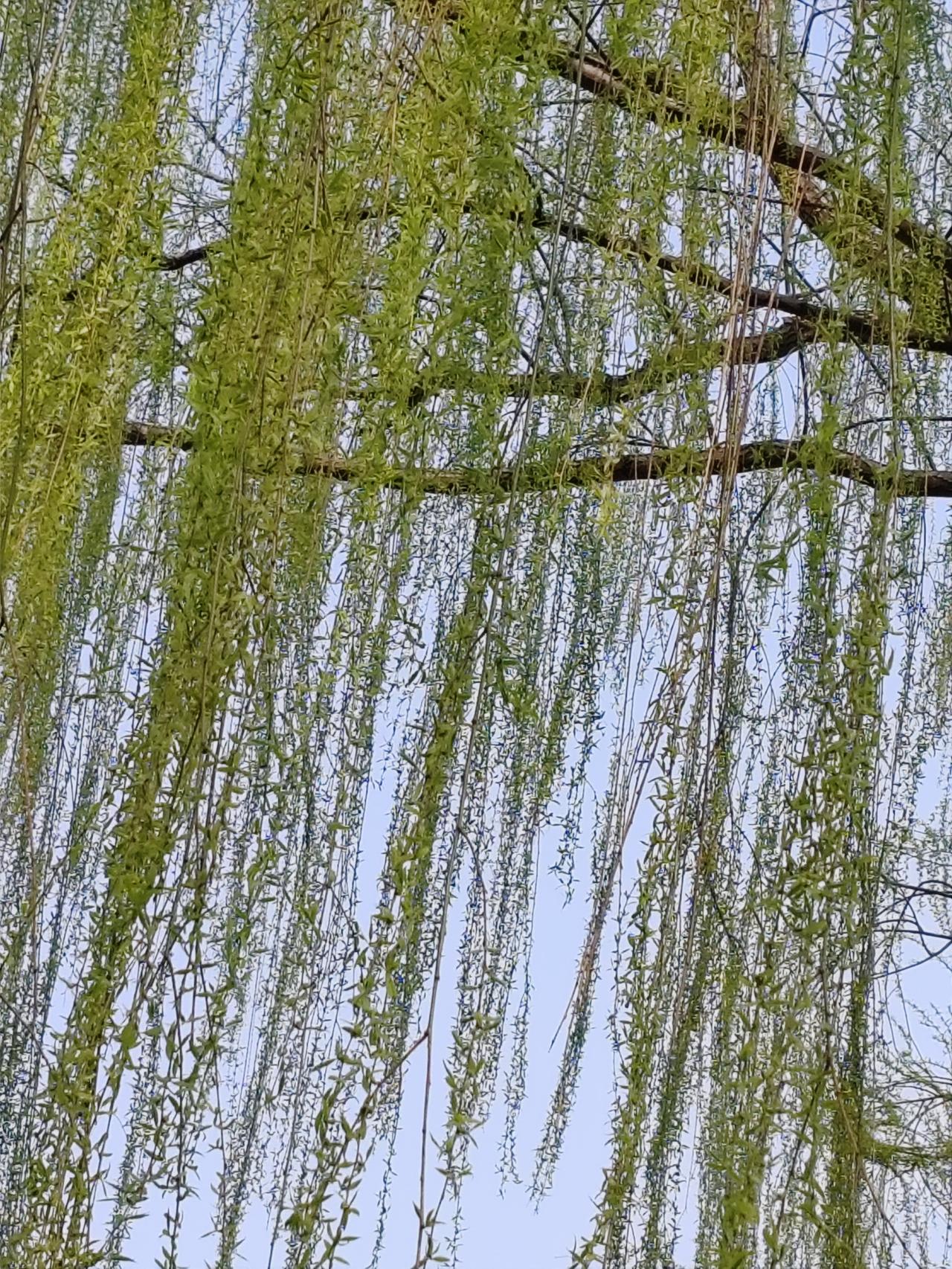 晒图笔记大赛春風又绿园中柳。