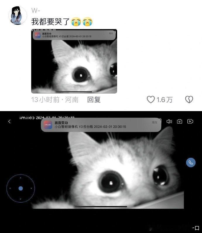 春节的留守猫咪们🐱：这个盒子为什么有妈妈的声音 ​​​