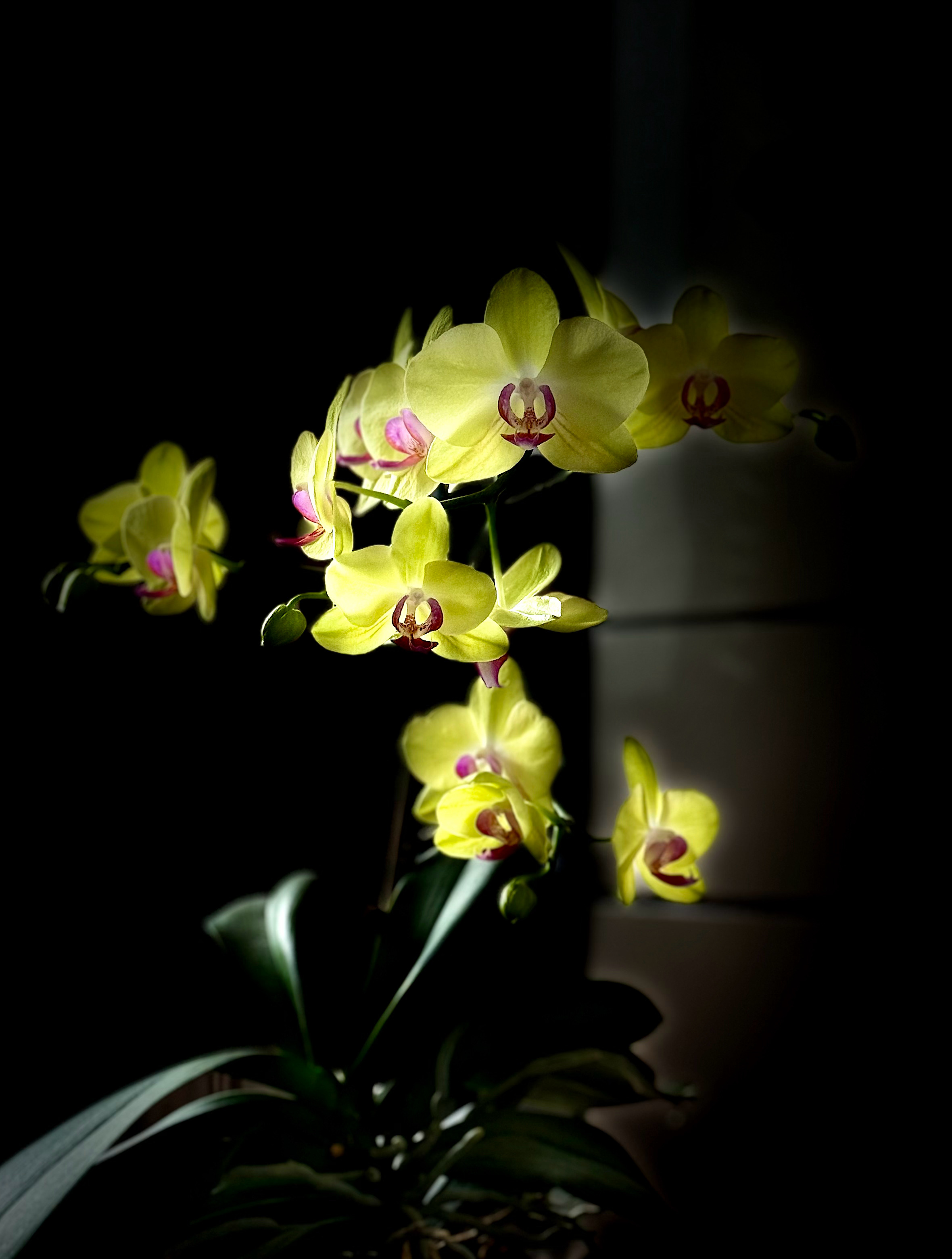 春风遮不住，纷纷飞进来 