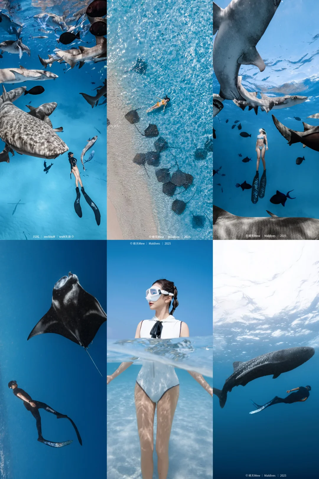 在马尔代夫🇲🇻我实现了潜水自由🌊