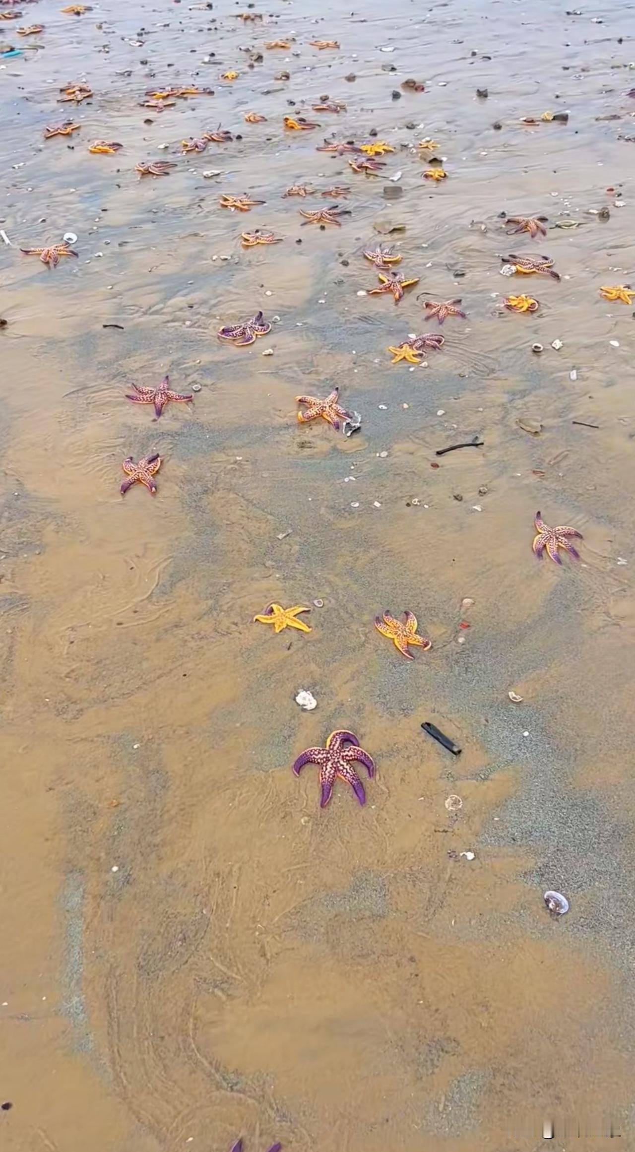 青岛的海边，全是海星
