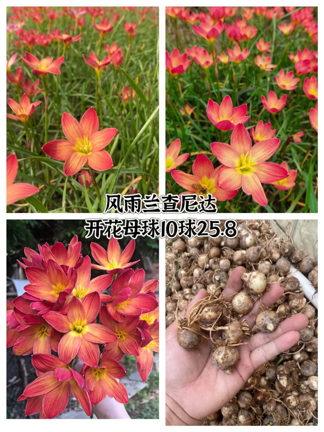 风雨兰钦达，新手也能养出花海