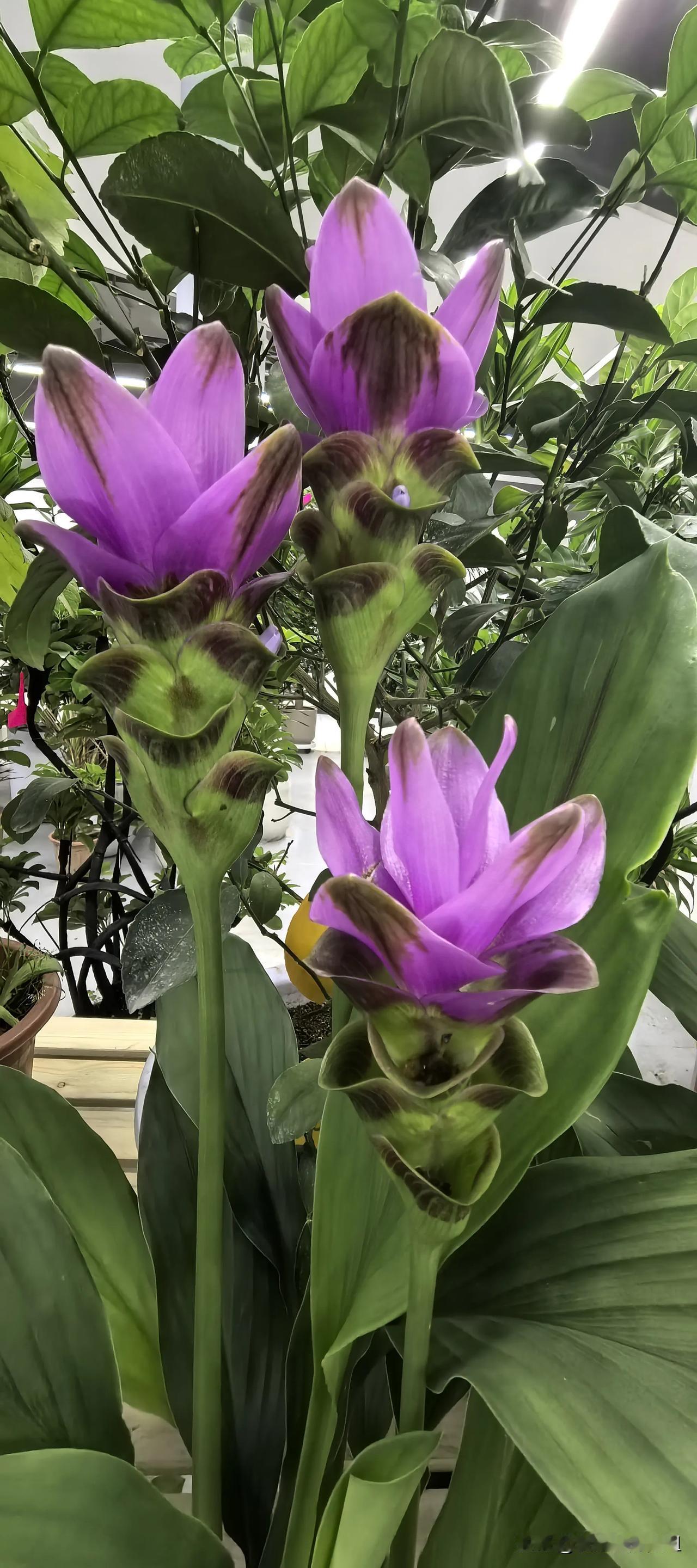 分享一下你拍的花朵