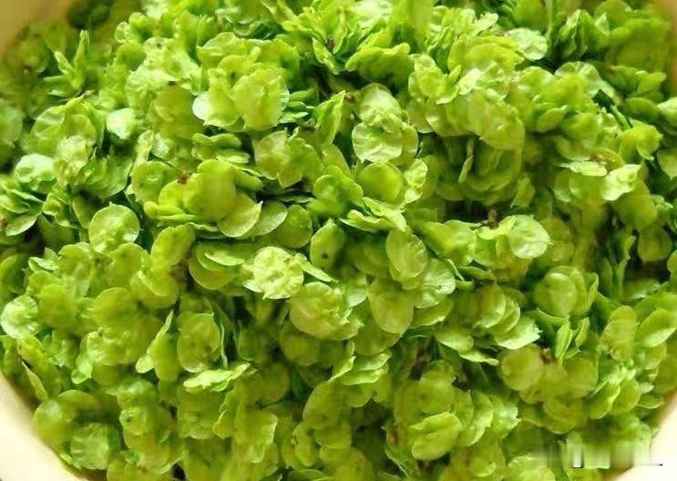 北京朋友袁大妈教我用榆钱做美食
记录我的2026 
又是一年吃榆銭的日子！
无论