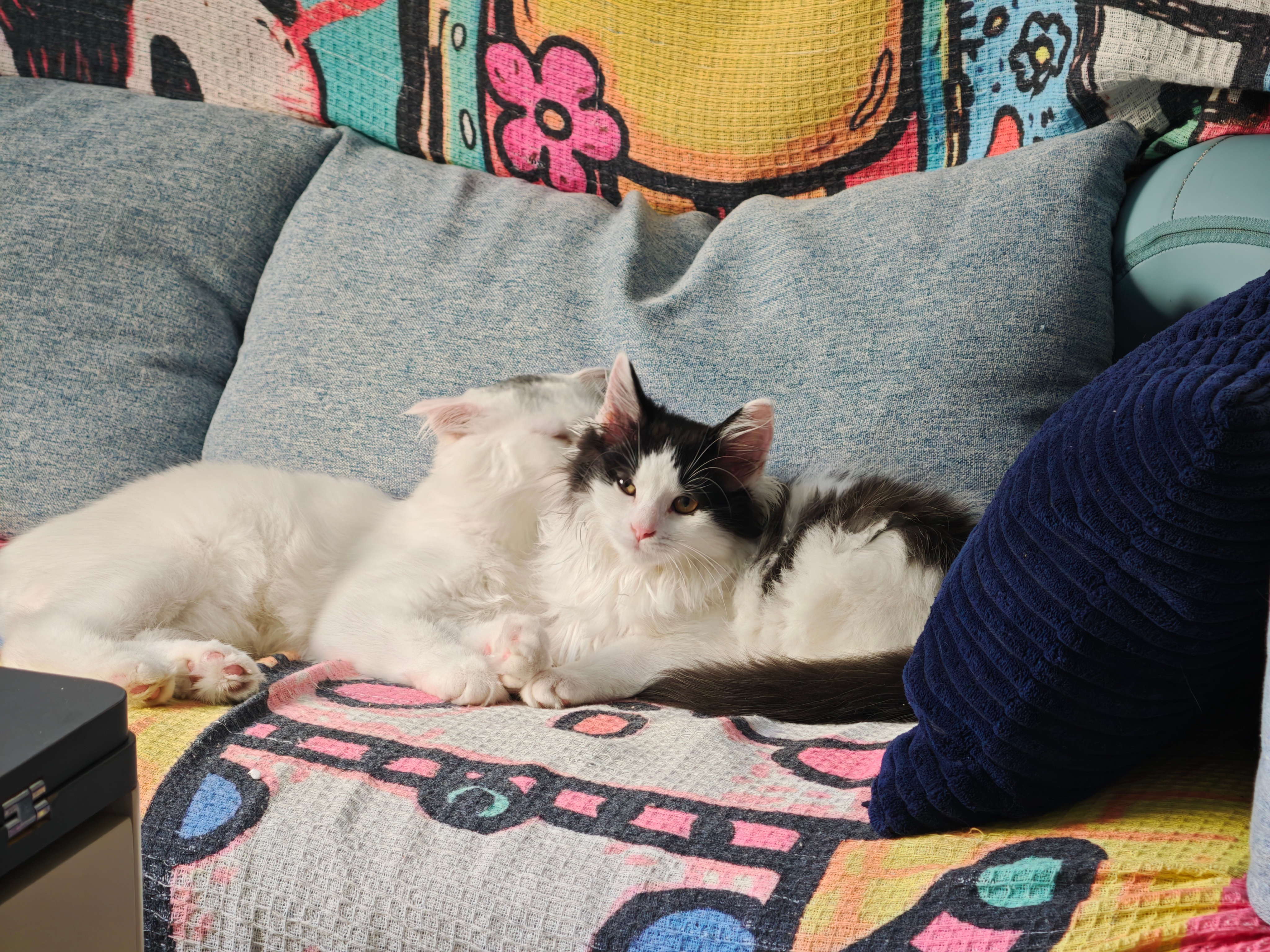 家有牛羊养猫还是太低级了，我现在闭上眼睛可以养神[哪吒使坏] ​​​