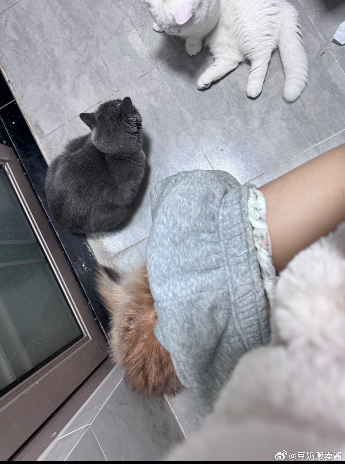 那个时候屁屁还活着（蓝猫） ​​​