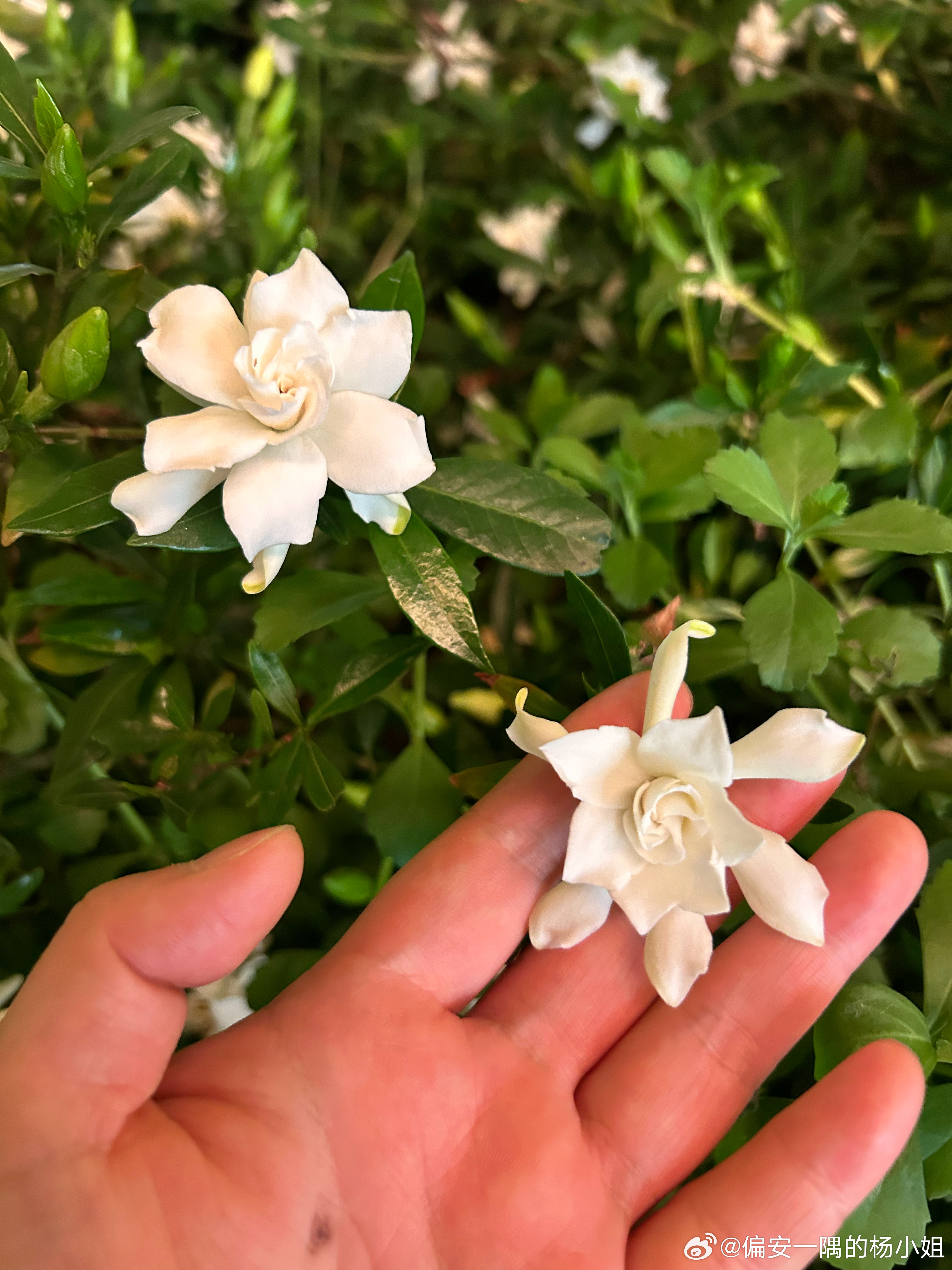 又到了栀子花开的季节，关于我想早点退休，并不是说不工作，只是不想通勤打卡上班而已