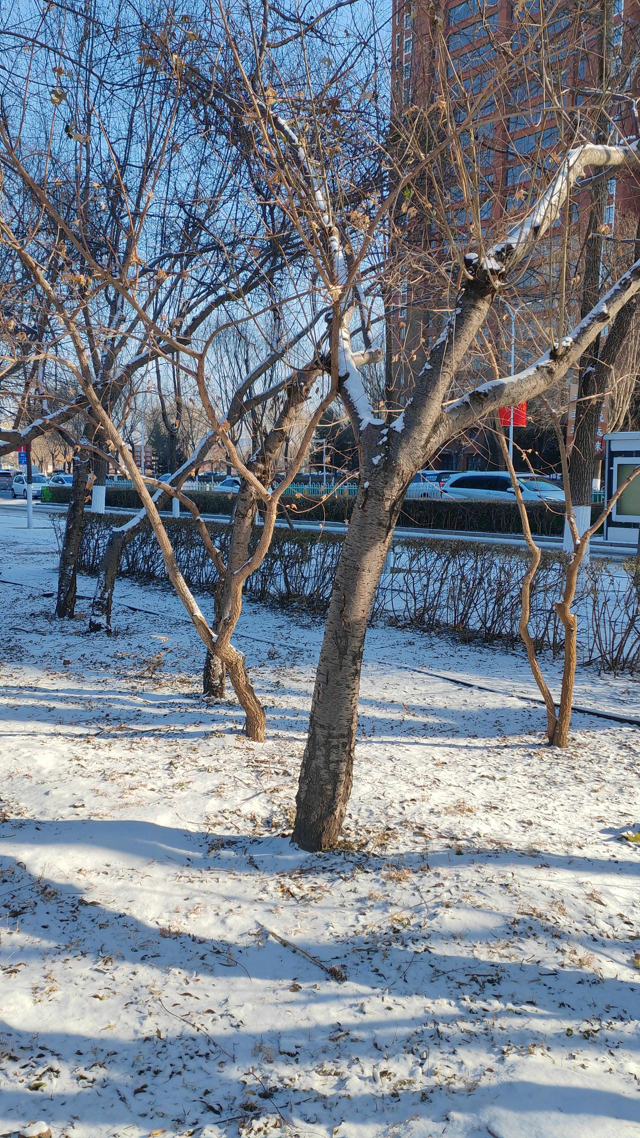 我手机里最美的雪景照，是一片冰雪树景。
下雪时，树林似一幅素色画卷。一棵棵树傲骨