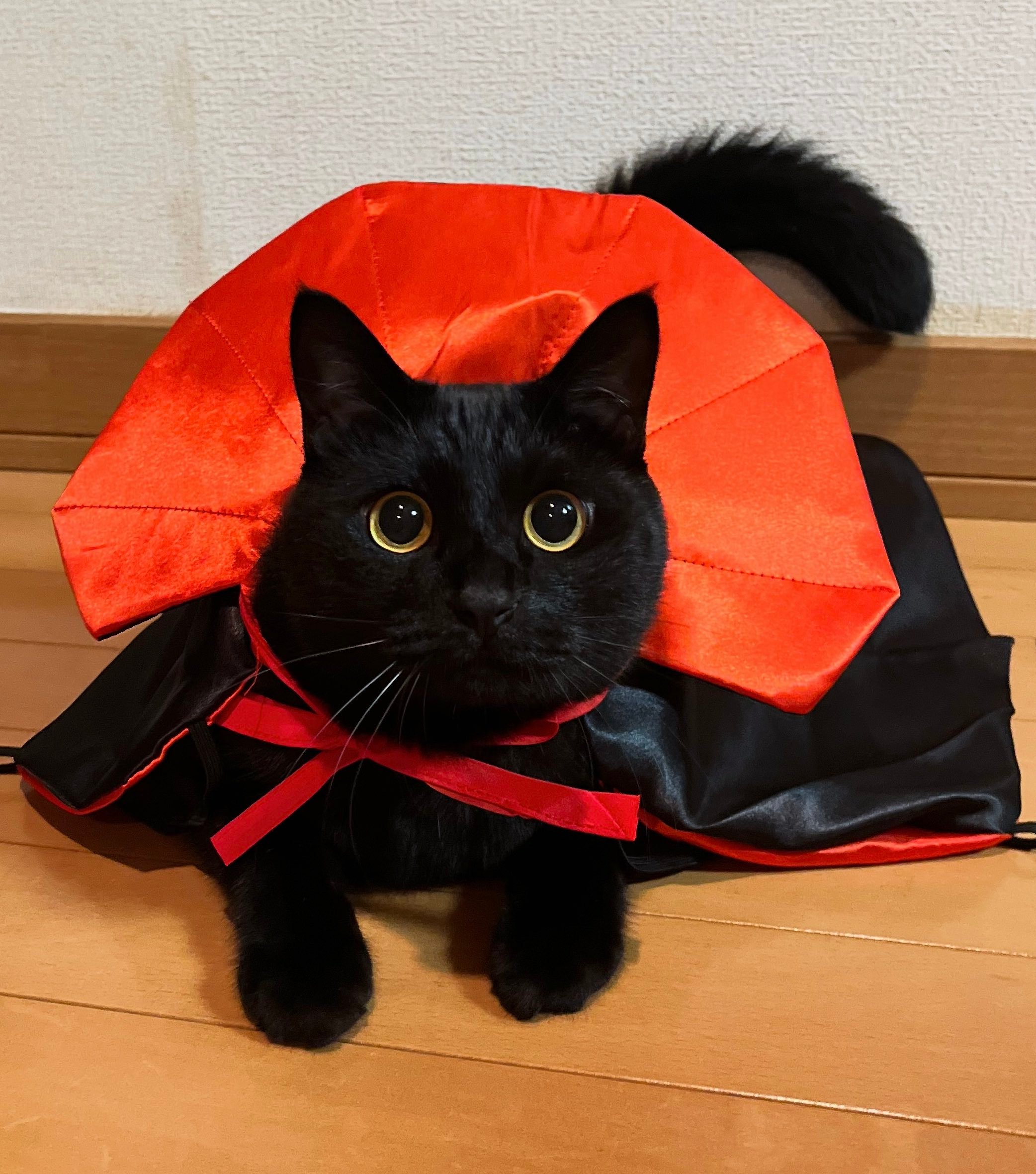 黑猫真的是超绝赞可爱！！！[奶牛猫]原来保存了20多张难以取舍，只可惜微博是18