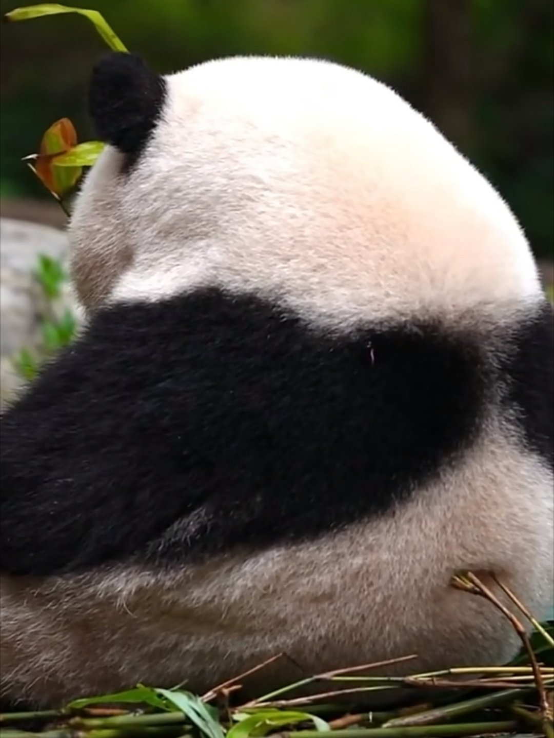阿花的小树枝充电法 