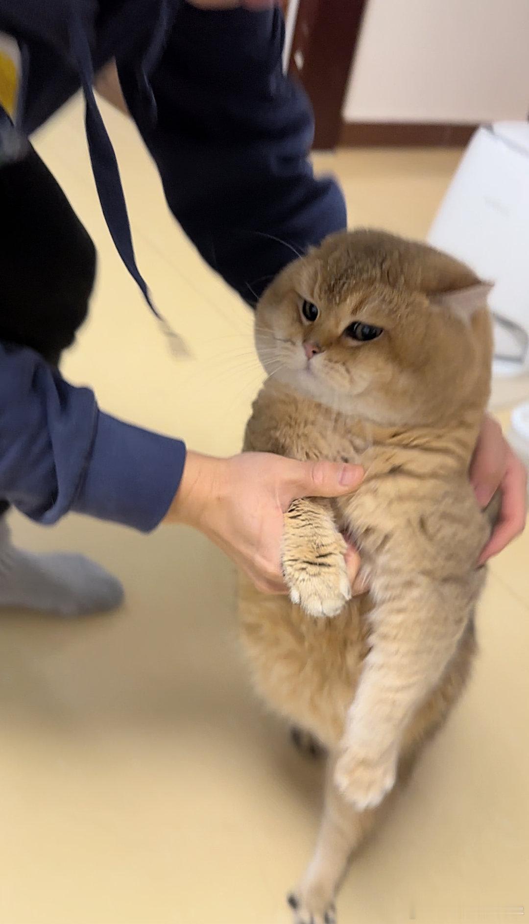 这身材比例，羡慕羡慕[挖鼻]#我家有宠初成长##萌宠##猫咪# ​​​