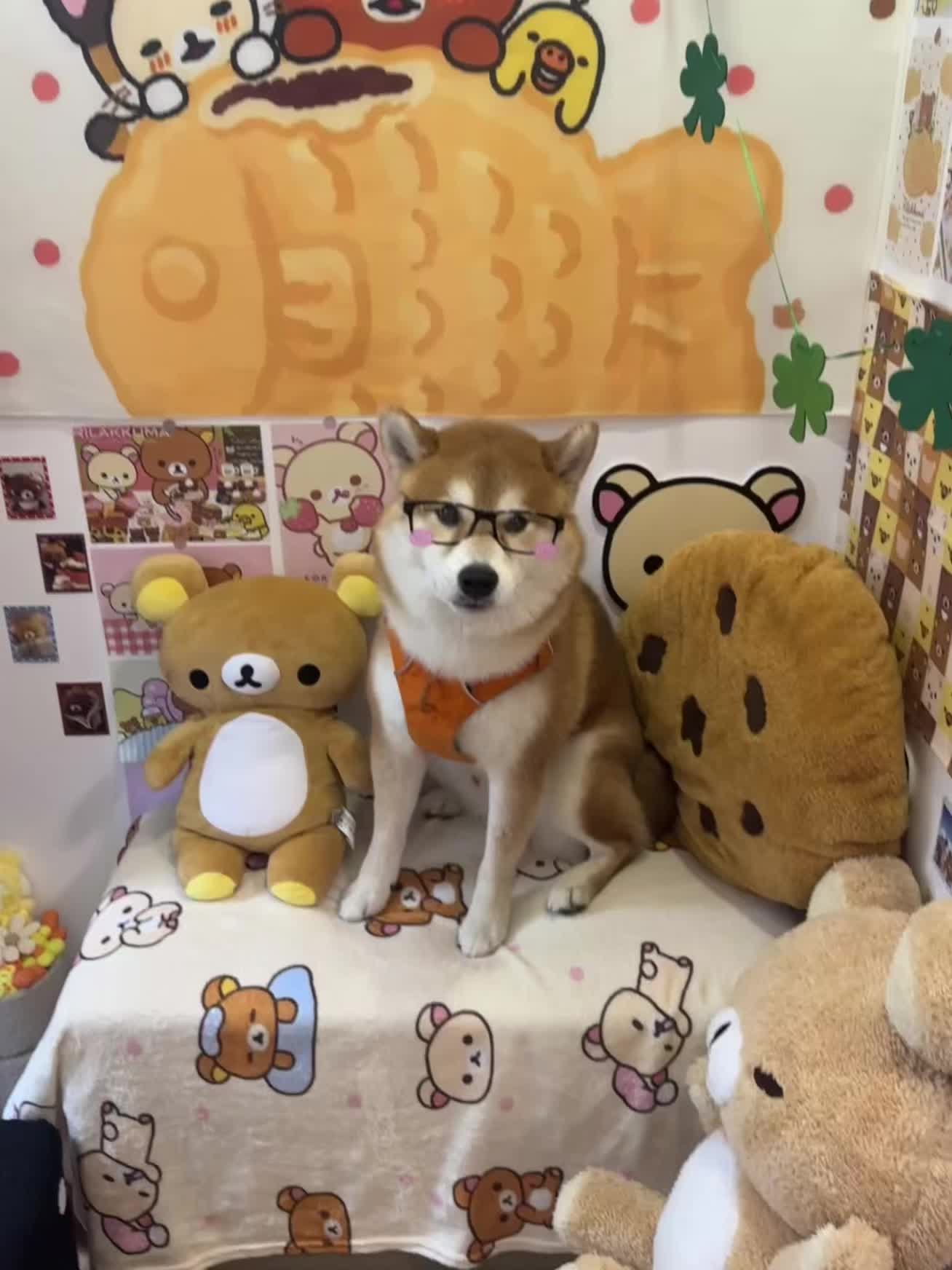 总….总柴！照片拍好了！