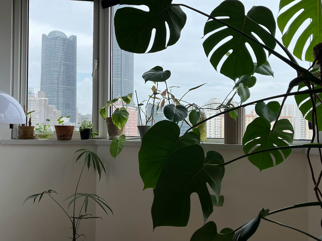 每一盆都有很多故事可以讲 