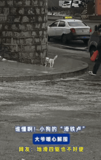 吉林临江12月20号，前一晚下了雨，第二天降温，路边小斜坡结了层薄冰，一只小狗想