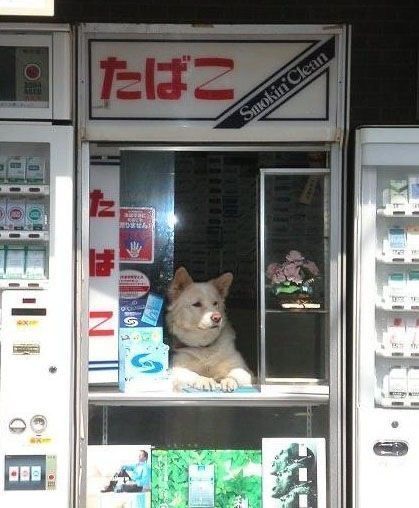 老板今天没客人吼( ･´ω`･ ) 