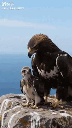 放手
是为了更好的飞翔……[赞]