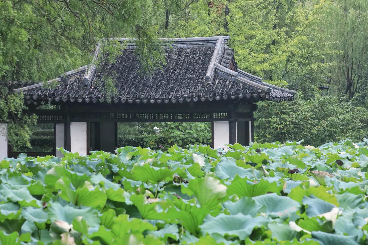 紧急！台风“巴威”来真的，湖州三大公园刚刚宣布：紧急闭园！
别再拿老经验赌台风会