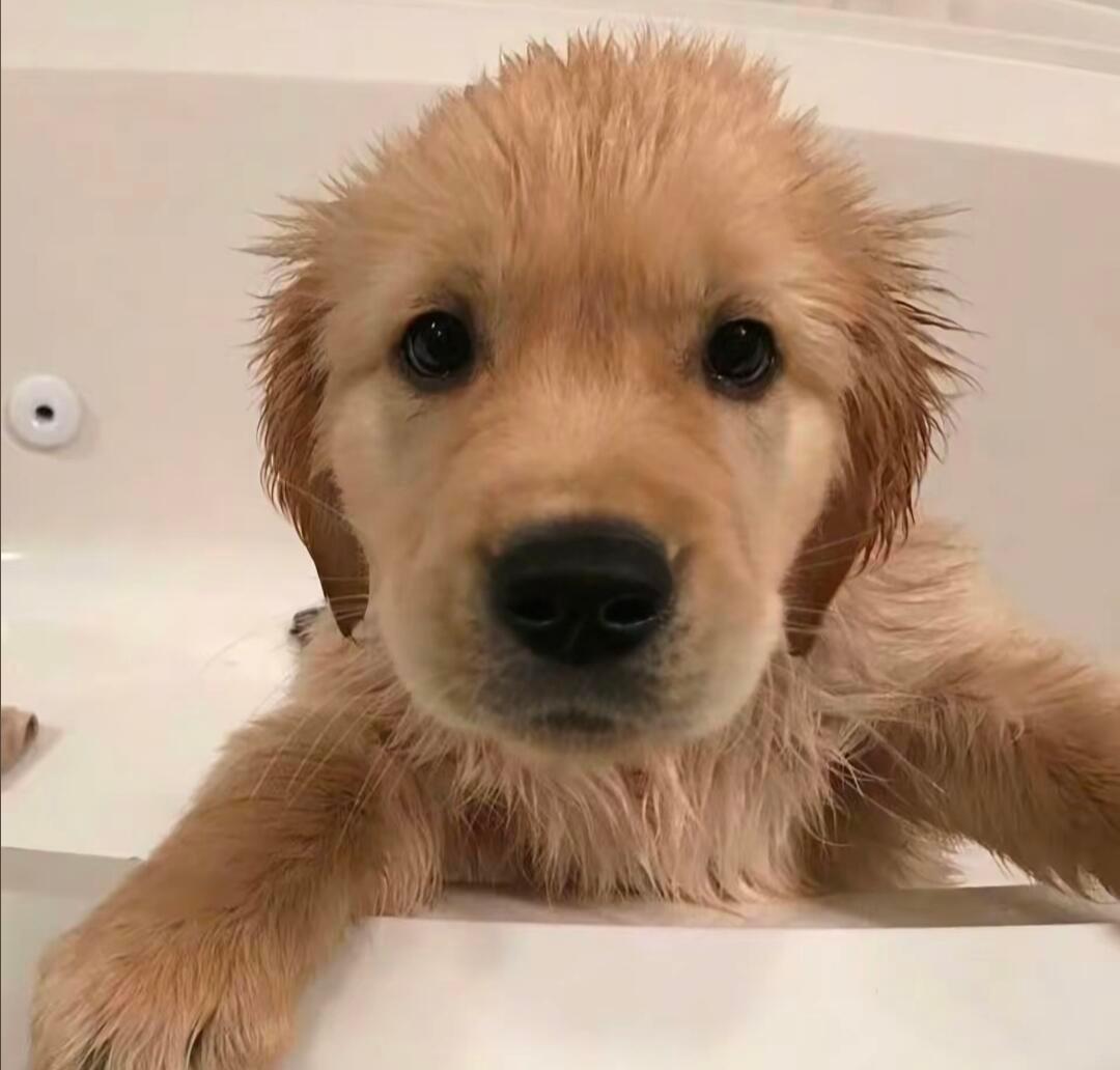 𝐒𝐇𝐀𝐑𝐄*  我要吃饭₊⁺🐾₊⁺ 可爱｜呆萌｜头像｜表情包｜萌宠 