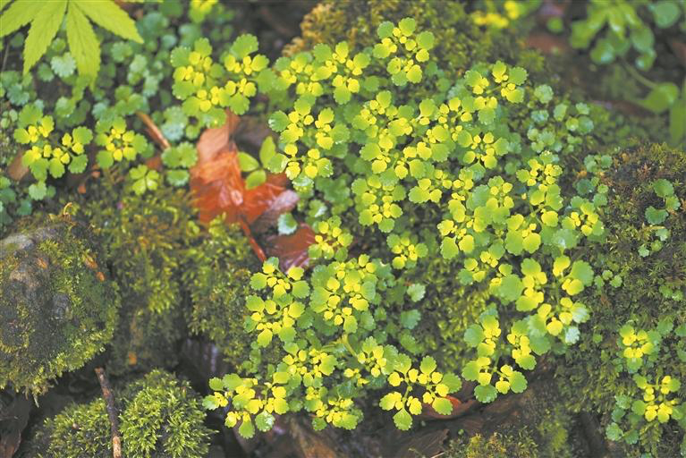 【陕西一地发现一新物种】近日，陕西理工大学秦巴生物多样性保护团队在汉中市宁强县发