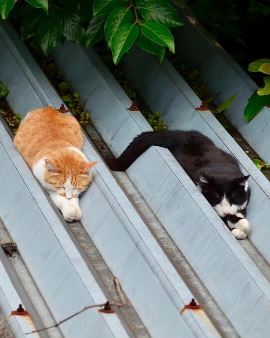 🐈Zzz