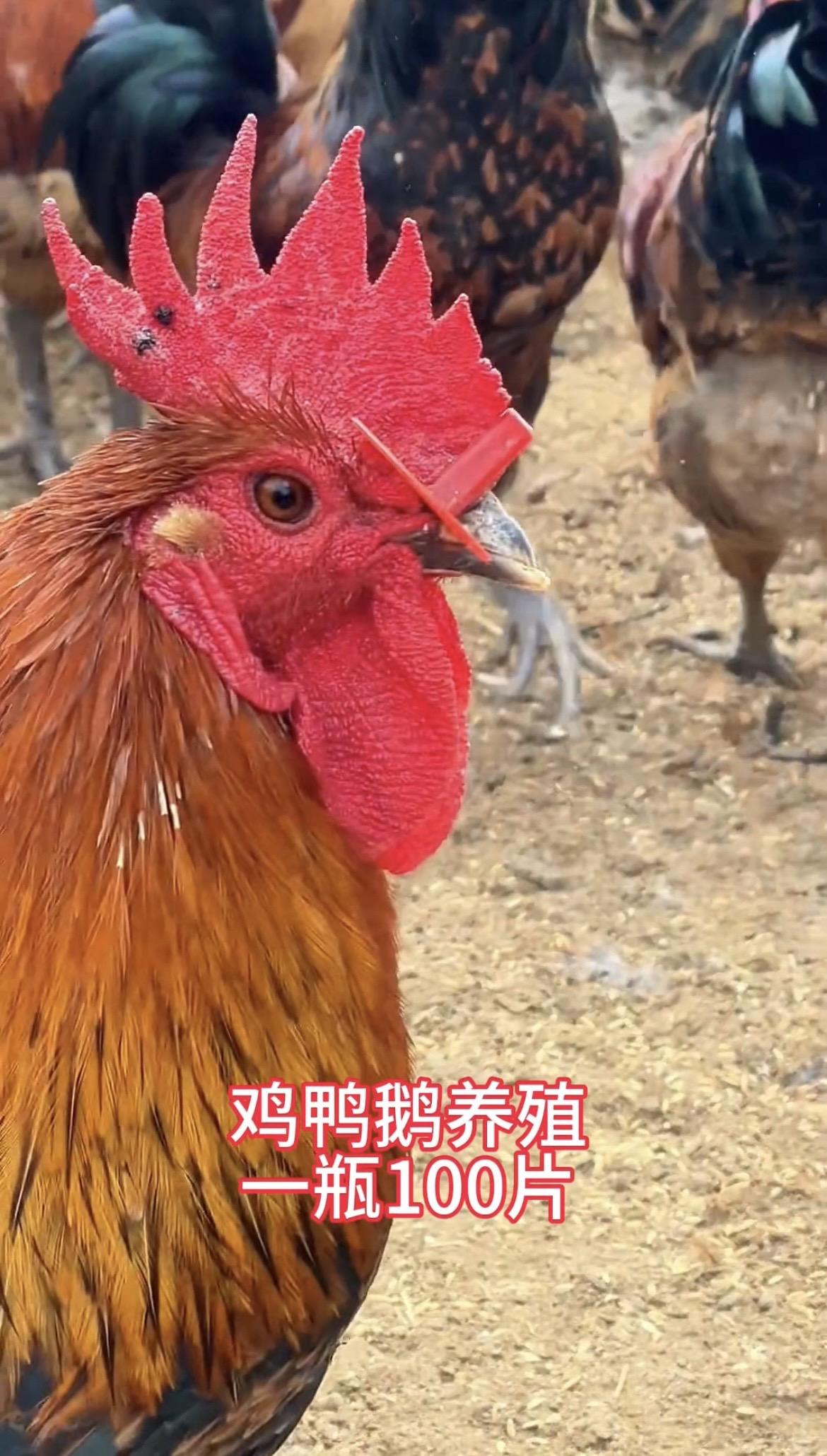 一片在手，养殖无忧