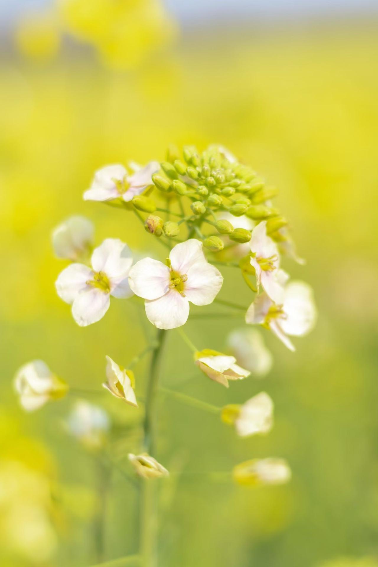 春日生活打卡季3月15日，天朗气清，太阳暖得人心里发甜。不想宅着，换上舒服的鞋子