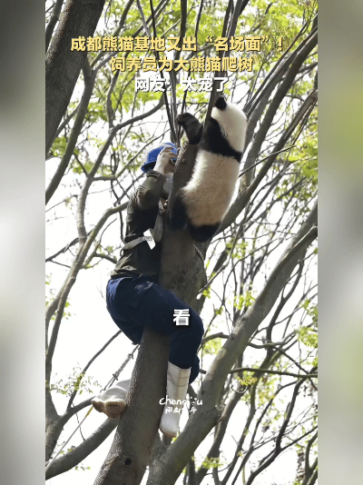 绝了！成都熊猫基地又整新活——饲养员为了哄熊猫，竟在树上跟国宝“对视谈判”？这画