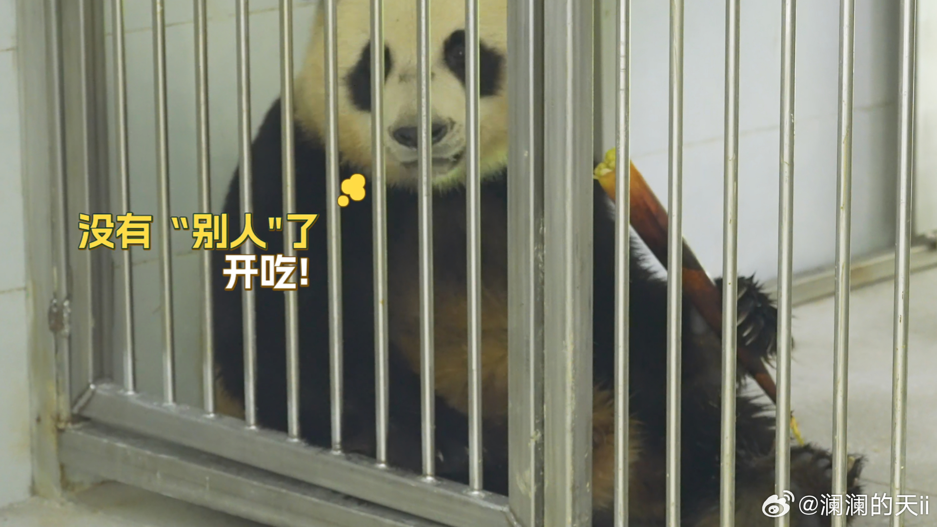 【核桃坪新一届野培大熊猫亮相】这里是核桃坪，国宝回归山野的专属预备学堂。新一届野