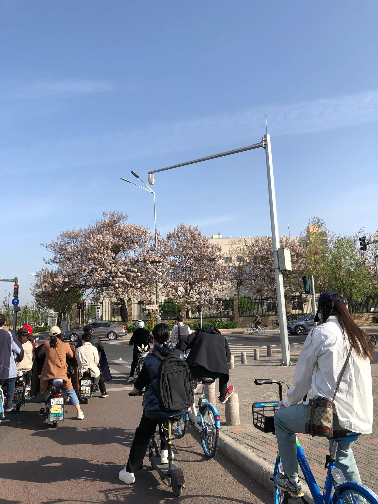 #一句话形容春天##城市风景分享＃# #分享你拍的春日# 梧桐花开艳阳天