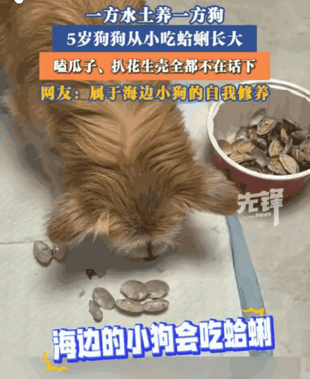 山东青岛一只5岁本土小狗爆火，从小在海边长大，常年跟着主人蹭餐桌美食，自学解锁一